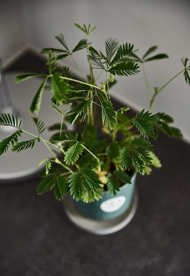 有哪些家居裝飾的點(diǎn)睛之筆讓你的生活變的頗有味道？