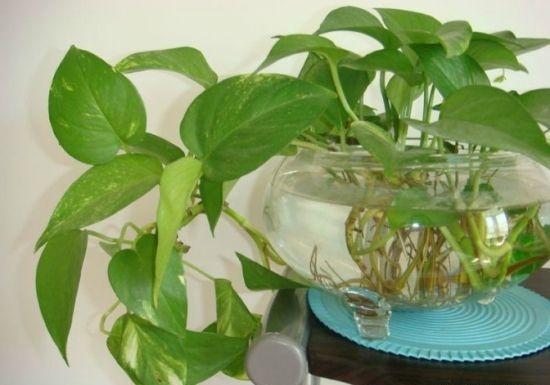 適合家庭養殖的水中植物有哪些？