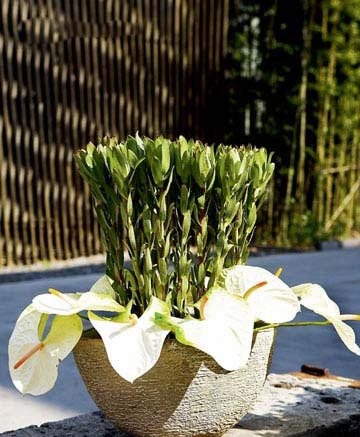 家居飾品DIY插花 讓巧婦優(yōu)雅減壓